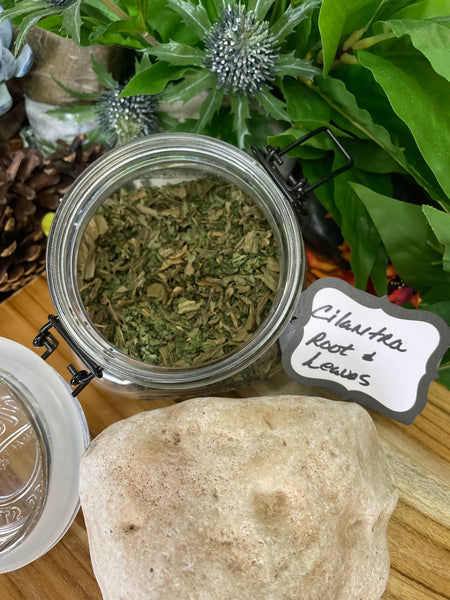 Cilantro, Organic Roots & Loose Leaf Tea