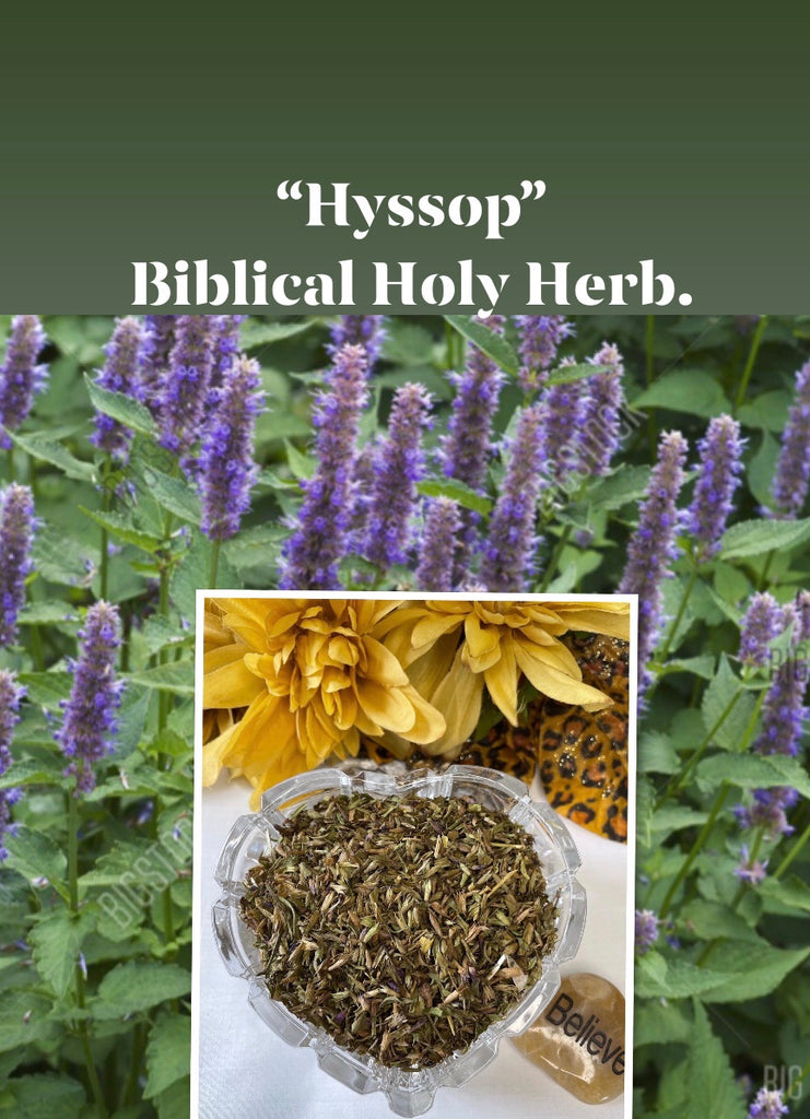 The Biblical Holy Herb. “HYSSOP”