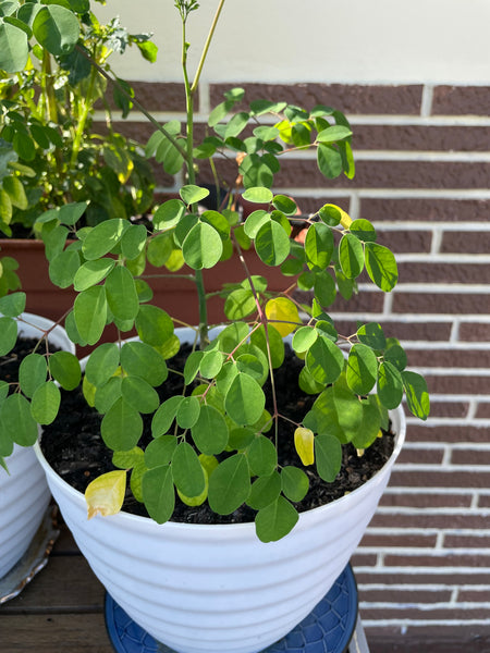 Moringa, Organic Loose Leaf Tea
