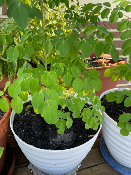 Moringa, Organic Loose Leaf Tea