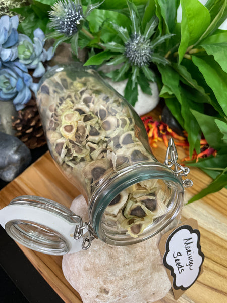 Moringa, Organic Moringa Seeds / Olefera Dried Seeds.