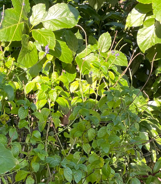 Vervain, Organic Loose Leaf Tea