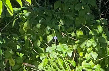 Vervain, Organic Loose Leaf Tea