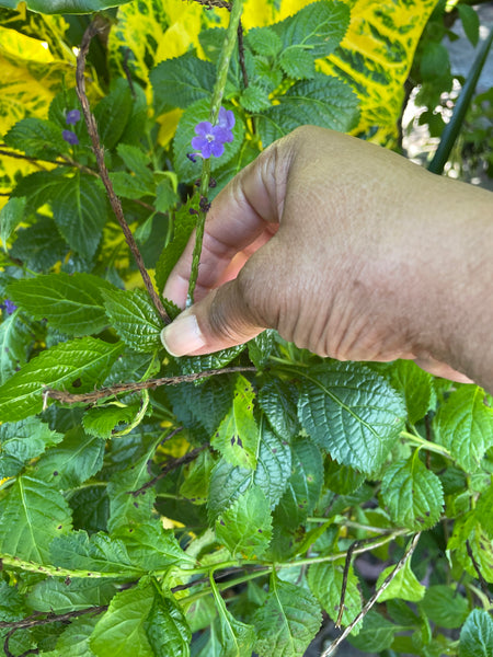 Vervain, Organic Loose Leaf Tea