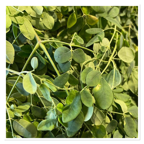 Moringa, Organic Loose Leaf Tea