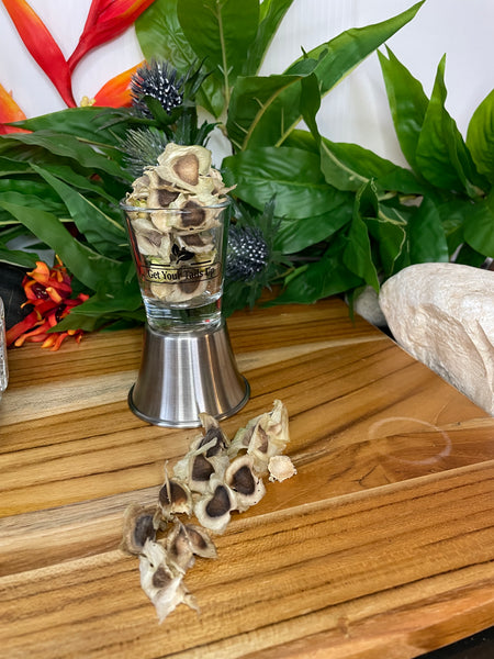 Moringa, Organic Moringa Seeds / Olefera Dried Seeds.