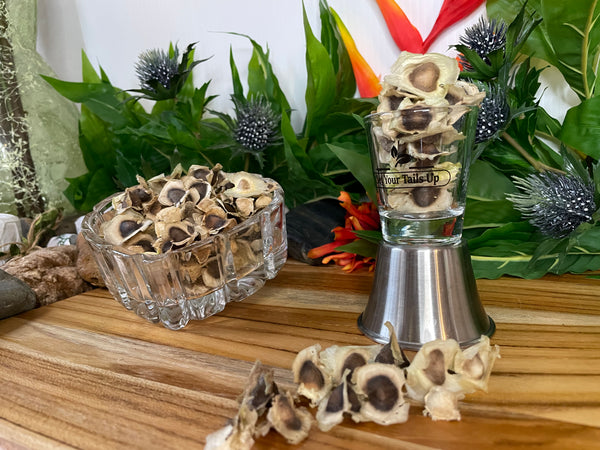 Moringa, Organic Moringa Seeds / Olefera Dried Seeds.