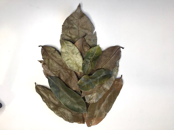 Soursop, Organic Loose Leaf Tea